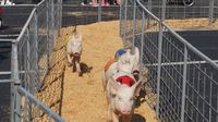 Hogway Speedway made the Play Zone a squealing-good time with pig, goat and duck races during a busy Saturday at the Pennzoil AutoFair presented by Advance Auto Parts.