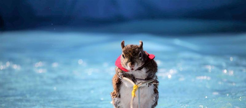 Twiggy the Water Skiing Squirrel makes waves at the Charlotte Fall AutoFair with his skill and furry charm.