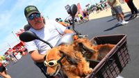A fan and his pampered pooch ride through the Fan Zone during Saturday's Hisense 4K TV 300 at Charlotte Motor Speedway.