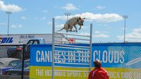 The high-flying All-Star Stunt Dogs wowed the crowds during Friday's action at the Pennzoil AutoFair at Charlotte Motor Speedway.