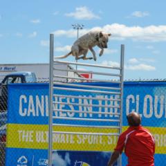 All-Star Stunt Dogs Take Flight at Pennzoil AutoFair