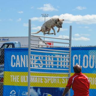 All-Star Stunt Dogs Take Flight at Pennzoil AutoFair