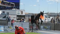 Trainer Jonathan Offi works his dogs during Friday's first All-Star Stunt Dog show at the Pennzoil AutoFair. Shows continue throughout the day Friday and Saturday.