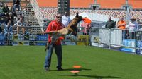 Trainer Jonathan Offi works his dogs during Friday's first All-Star Stunt Dog show at the Pennzoil AutoFair. Shows continue throughout the day Friday and Saturday.